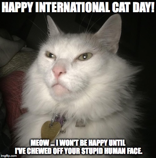 Happy International Cat Day! | HAPPY INTERNATIONAL CAT DAY! MEOW ... I WON'T BE HAPPY UNTIL I'VE CHEWED OFF YOUR STUPID HUMAN FACE. | image tagged in cats,funny cats,angry cat | made w/ Imgflip meme maker