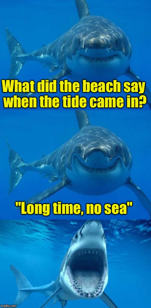 Bad Shark Pun  | What did the beach say when the tide came in? "Long time, no sea" | image tagged in bad shark pun | made w/ Imgflip meme maker
