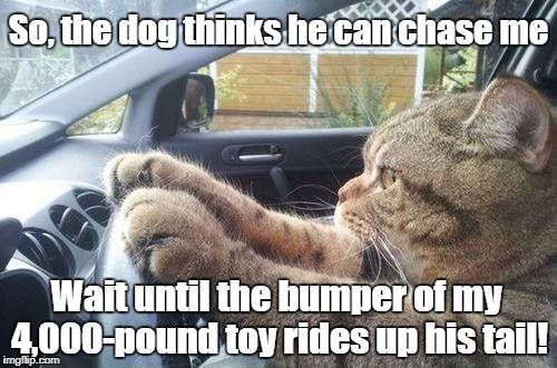 Cat chases Dog | So, the dog thinks he can chase me; Wait until the bumper of my 4,000-pound toy rides up his tail! | image tagged in dogs,cats,warrior cats,funny cats,cat in car | made w/ Imgflip meme maker