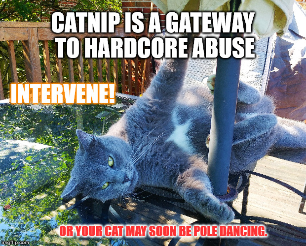 Pole dancing cat | CATNIP IS A GATEWAY TO HARDCORE ABUSE; INTERVENE! OR YOUR CAT MAY SOON BE POLE DANCING. | image tagged in pole dancing cat | made w/ Imgflip meme maker