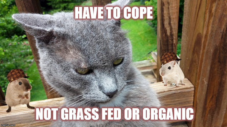 First world cat problem | HAVE TO COPE; NOT GRASS FED OR ORGANIC | image tagged in cat rage,scumbag,first world problems | made w/ Imgflip meme maker