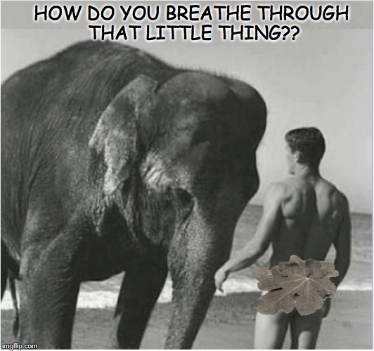 First Encounter | HOW DO YOU BREATHE THROUGH THAT LITTLE THING?? | image tagged in elephant,joke | made w/ Imgflip meme maker