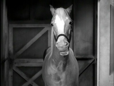 Mr. Ed Blank Meme Template