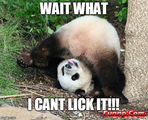 Wait What!!! | WAIT WHAT; I CANT LICK IT!!! | image tagged in pandas | made w/ Imgflip meme maker