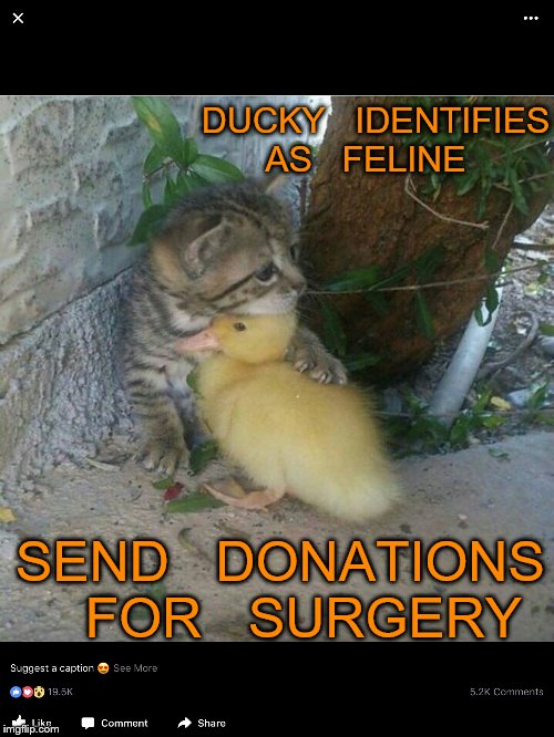 bring it on | DUCKY   IDENTIFIES   AS   FELINE; SEND   DONATIONS   FOR   SURGERY | image tagged in kitten | made w/ Imgflip meme maker