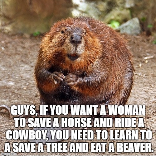DM beaver | GUYS, IF YOU WANT A WOMAN TO SAVE A HORSE AND RIDE A COWBOY, YOU NEED TO LEARN TO A SAVE A TREE AND EAT A BEAVER. | image tagged in beaver,cowboy,save a horse,funny,memes,funny memes | made w/ Imgflip meme maker