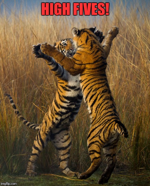  HIGH FIVES! | image tagged in tiger,high five | made w/ Imgflip meme maker