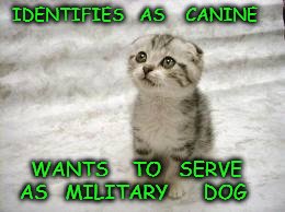 Sad Cat |  IDENTIFIES   AS    CANINE; WANTS    TO   SERVE    AS   MILITARY      DOG | image tagged in memes,sad cat | made w/ Imgflip meme maker