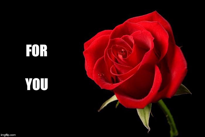 Single Red Rose | FOR; YOU | image tagged in single red rose | made w/ Imgflip meme maker