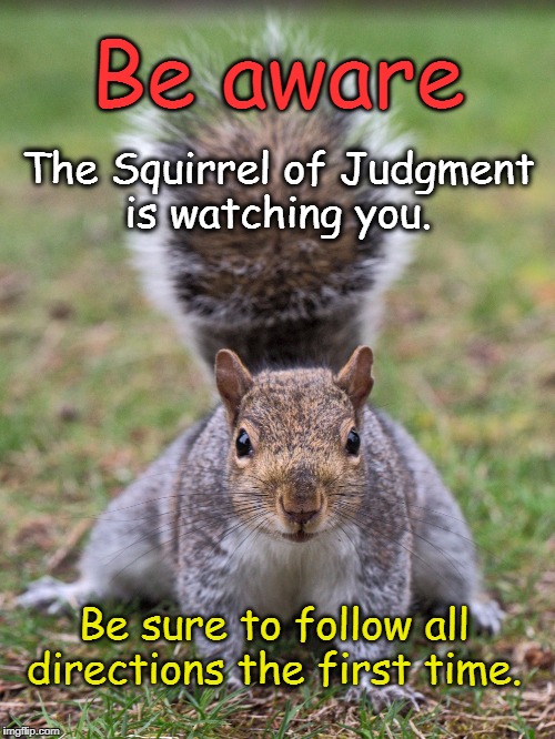 Squirrel | Be aware; The Squirrel of Judgment is watching you. Be sure to follow all directions the first time. | image tagged in squirrel | made w/ Imgflip meme maker