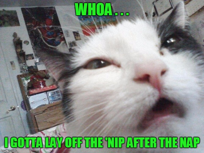 WHOA . . . I GOTTA LAY OFF THE 'NIP AFTER THE NAP | made w/ Imgflip meme maker