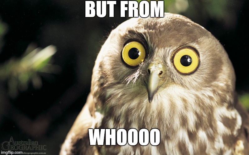 owl | BUT FROM WHOOOO | image tagged in owl | made w/ Imgflip meme maker