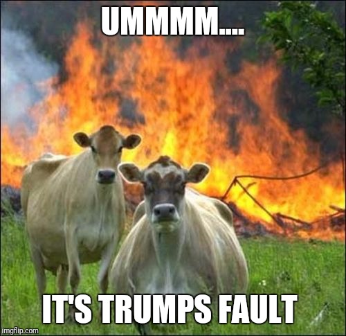 Evil Cows Meme | UMMMM.... IT'S TRUMPS FAULT | image tagged in memes,evil cows | made w/ Imgflip meme maker