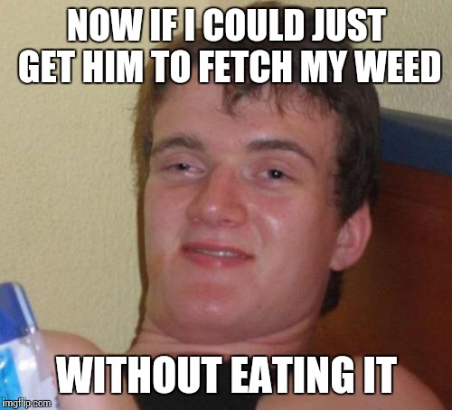 10 Guy Meme | NOW IF I COULD JUST GET HIM TO FETCH MY WEED WITHOUT EATING IT | image tagged in memes,10 guy | made w/ Imgflip meme maker