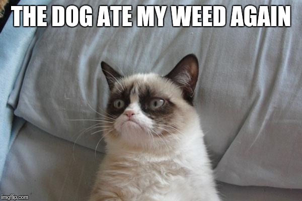 THE DOG ATE MY WEED AGAIN | made w/ Imgflip meme maker
