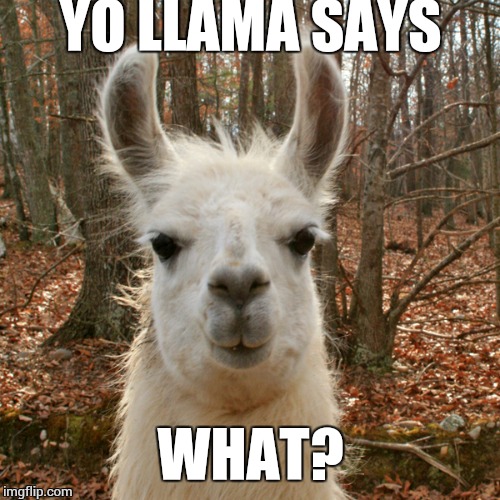 yo llama | YO LLAMA SAYS WHAT? | image tagged in yo llama | made w/ Imgflip meme maker