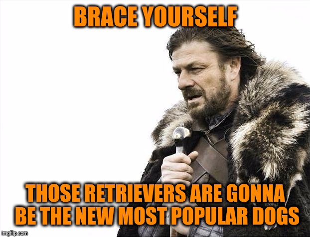 Brace Yourselves X is Coming Meme | BRACE YOURSELF THOSE RETRIEVERS ARE GONNA BE THE NEW MOST POPULAR DOGS | image tagged in memes,brace yourselves x is coming | made w/ Imgflip meme maker