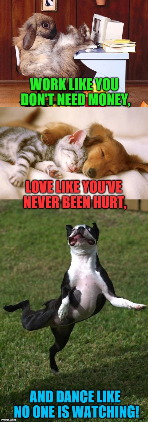 Don't Worry, Be Happy | WORK LIKE YOU DON’T NEED MONEY, LOVE LIKE YOU’VE NEVER BEEN HURT, AND DANCE LIKE NO ONE IS WATCHING! | image tagged in memes,funny animals,life | made w/ Imgflip meme maker