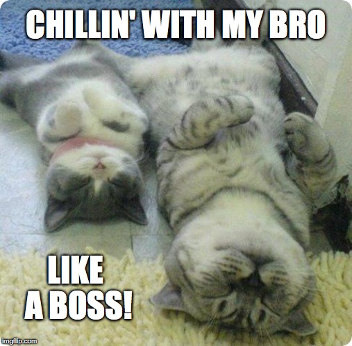Chillin' Like A Boss | CHILLIN' WITH MY BRO; LIKE A BOSS! | image tagged in mini-me kitties | made w/ Imgflip meme maker