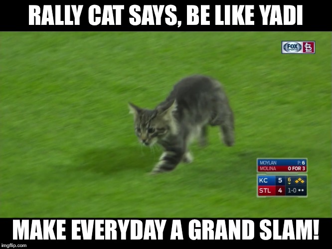 RALLY CAT SAYS, BE LIKE YADI; MAKE EVERYDAY A GRAND SLAM! | image tagged in rally cat | made w/ Imgflip meme maker