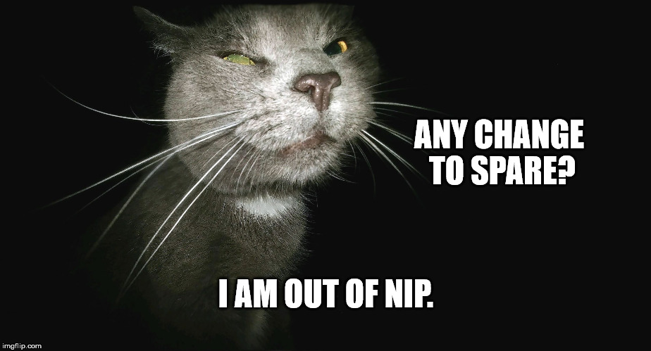 Stalker Cat | ANY CHANGE TO SPARE? I AM OUT OF NIP. | image tagged in stalker cat | made w/ Imgflip meme maker