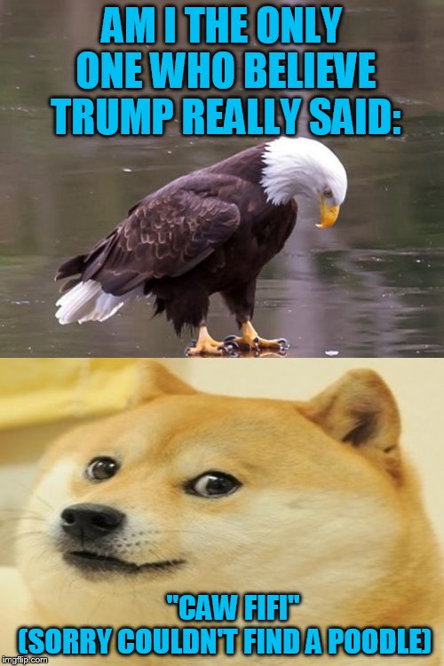 The real covfefe: 001 | AM I THE ONLY ONE WHO BELIEVE TRUMP REALLY SAID:; "CAW FIFI"      (SORRY COULDN'T FIND A POODLE) | image tagged in eagle's reflection,covfefe | made w/ Imgflip meme maker