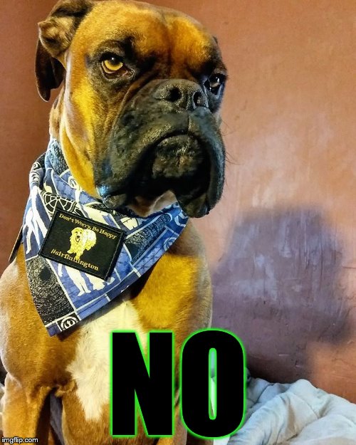 Grumpy Dog | NO | image tagged in grumpy dog | made w/ Imgflip meme maker