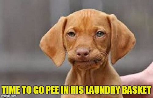 TIME TO GO PEE IN HIS LAUNDRY BASKET | made w/ Imgflip meme maker