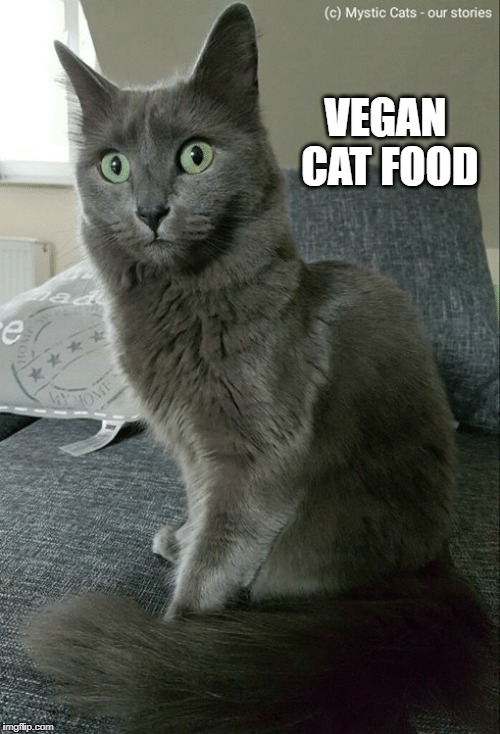 Whot? | VEGAN CAT FOOD | image tagged in vegan,cats,cat memes,surprised cat,cat food | made w/ Imgflip meme maker