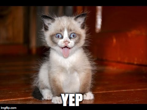 goofy kitten | YEP | image tagged in goofy kitten | made w/ Imgflip meme maker