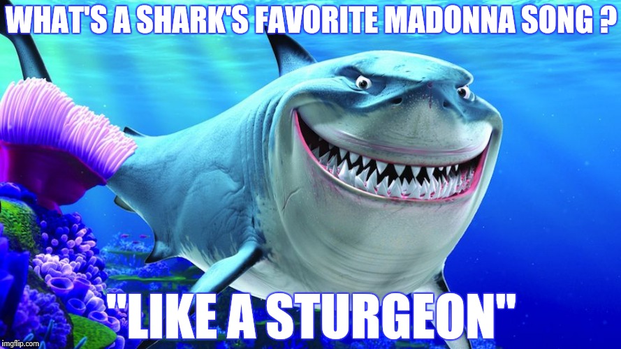 Late for "Shark Week" ? I don't feel tardy | WHAT'S A SHARK'S FAVORITE MADONNA SONG ? "LIKE A STURGEON" | image tagged in happy shark,madonna,pop music,the critic | made w/ Imgflip meme maker