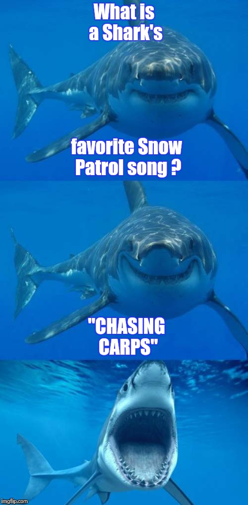 I told myself not to like Snow Patrol | What is a Shark's; favorite Snow Patrol song ? "CHASING CARPS" | image tagged in bad shark pun,snow joke,shark week,too soon,too late | made w/ Imgflip meme maker