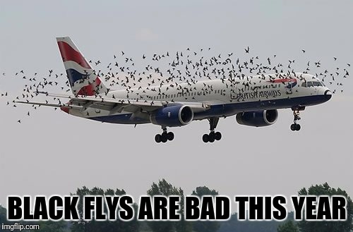 BLACK FLYS ARE BAD THIS YEAR | made w/ Imgflip meme maker