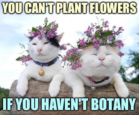 We need a Light snack.... else Thistle be the end of me. | YOU CAN'T PLANT FLOWERS; IF YOU HAVEN'T BOTANY | image tagged in memes,cats,flowers,botany | made w/ Imgflip meme maker