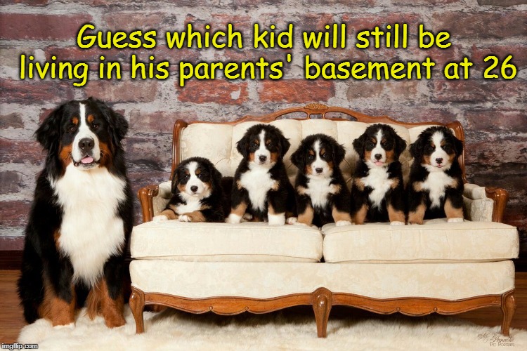 Preview of an Adult Child | Guess which kid will still be living in his parents' basement at 26 | image tagged in dogs,cute dogs | made w/ Imgflip meme maker