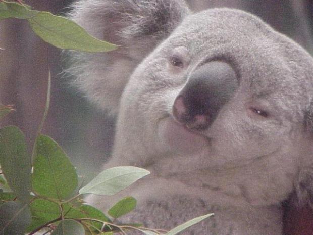 High Quality Stoned koala Blank Meme Template
