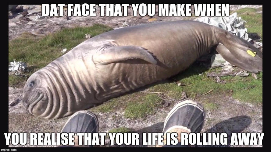 Seal Meme | DAT FACE THAT YOU MAKE WHEN; YOU REALISE THAT YOUR LIFE IS ROLLING AWAY | image tagged in seal meme | made w/ Imgflip meme maker