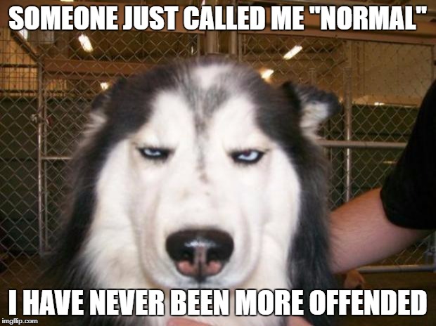 Annoyed Dog |  SOMEONE JUST CALLED ME "NORMAL"; I HAVE NEVER BEEN MORE OFFENDED | image tagged in annoyed dog | made w/ Imgflip meme maker