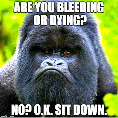 Grumpy Gorilla | ARE YOU BLEEDING OR DYING? NO? O.K. SIT DOWN. | image tagged in grumpy gorilla | made w/ Imgflip meme maker