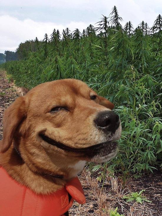 Weed Dog Blank Meme Template