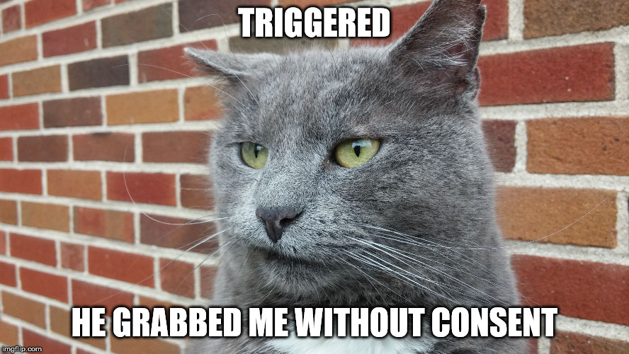 Evil Cat | TRIGGERED HE GRABBED ME WITHOUT CONSENT | image tagged in evil cat | made w/ Imgflip meme maker