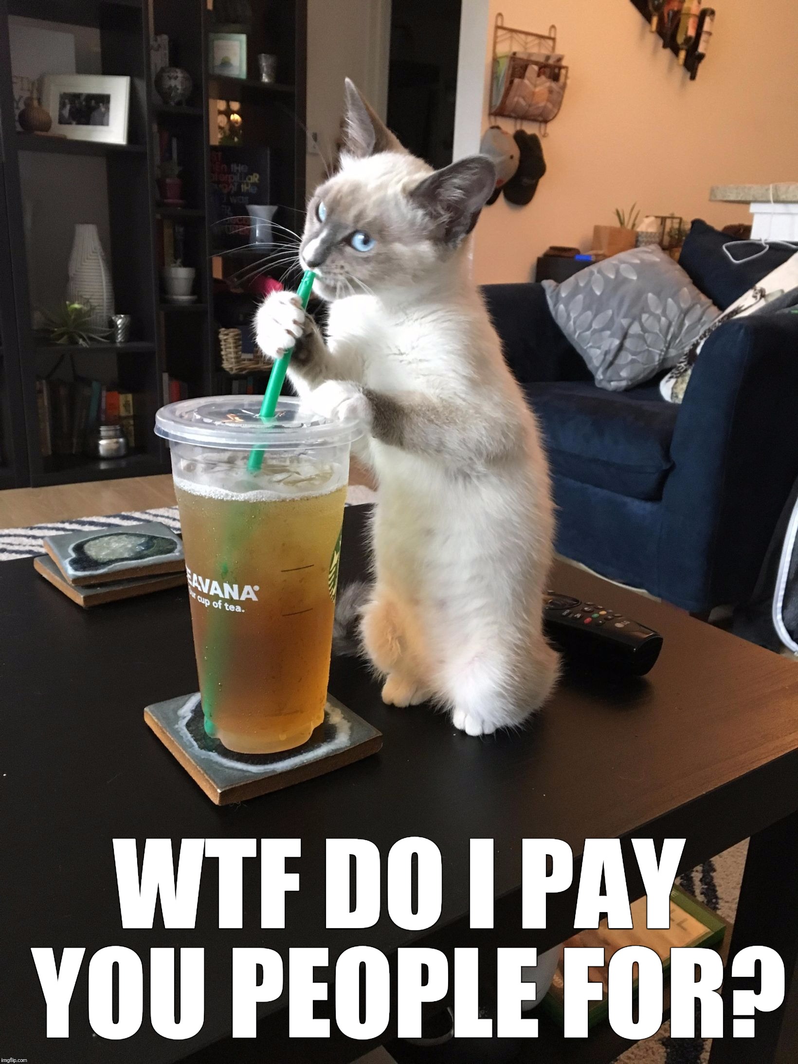 Get to work bitches... | WTF DO I PAY YOU PEOPLE FOR? | image tagged in iced tea cat | made w/ Imgflip meme maker