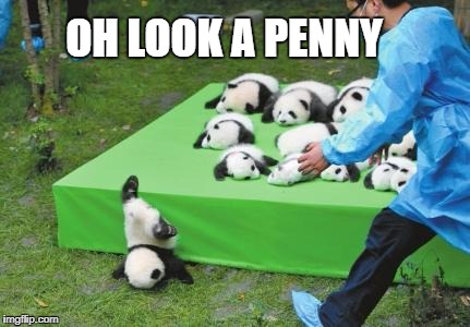 Oh look a penny panda | OH LOOK A PENNY | image tagged in panda face plant | made w/ Imgflip meme maker