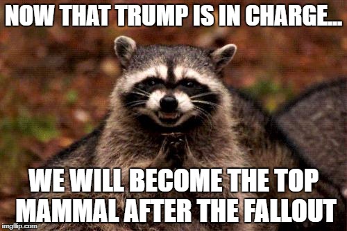 Evil Plotting Raccoon Meme | NOW THAT TRUMP IS IN CHARGE... WE WILL BECOME THE TOP MAMMAL AFTER THE FALLOUT | image tagged in memes,evil plotting raccoon | made w/ Imgflip meme maker