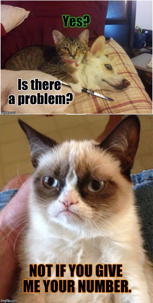 CAN YOU HEAR THE VIOLINS? :D | NOT IF YOU GIVE ME YOUR NUMBER. | image tagged in funny,grumpy cat,dogs,cats,animals,memes | made w/ Imgflip meme maker