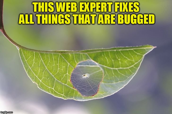 Who you gonna call? Bug Busters! |  THIS WEB EXPERT FIXES ALL THINGS THAT ARE BUGGED | image tagged in memes,spider,web,bugs,fix,funny memes | made w/ Imgflip meme maker