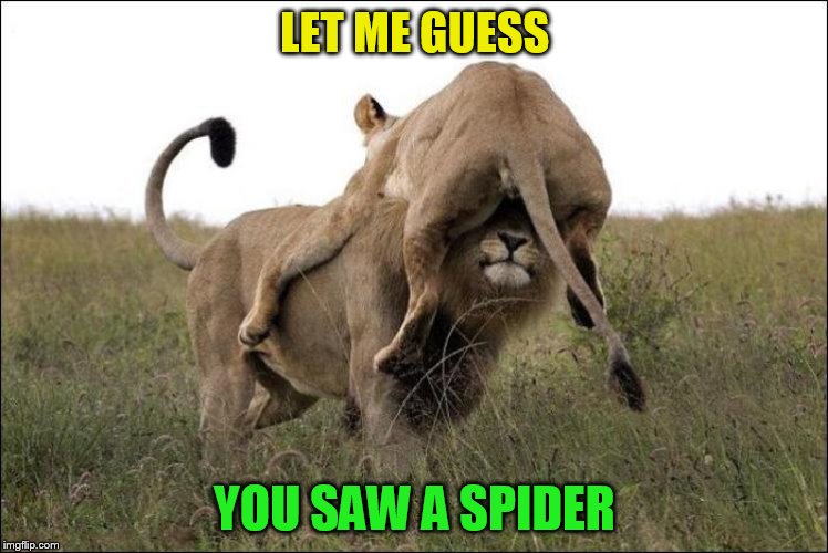 LET ME GUESS YOU SAW A SPIDER | made w/ Imgflip meme maker