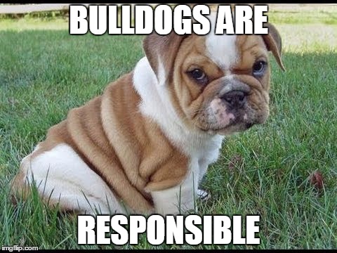 Bulldog | BULLDOGS ARE; RESPONSIBLE | image tagged in bulldog | made w/ Imgflip meme maker