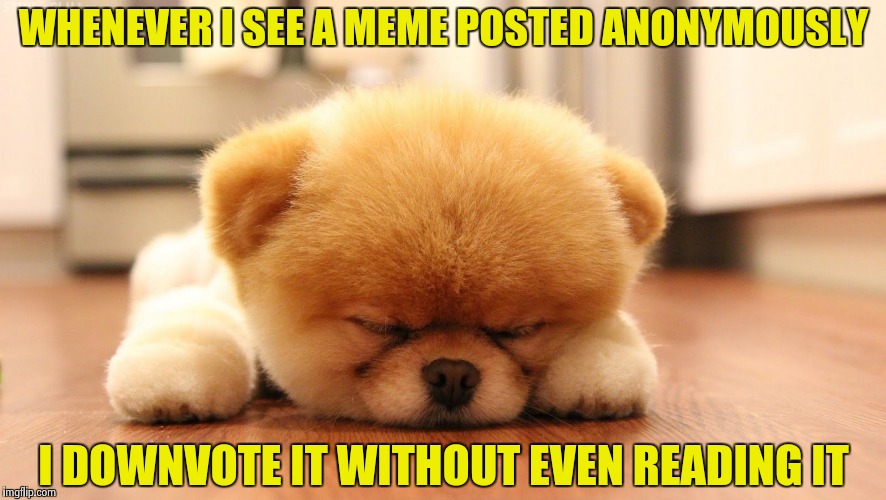 Sleeping dog | WHENEVER I SEE A MEME POSTED ANONYMOUSLY I DOWNVOTE IT WITHOUT EVEN READING IT | image tagged in sleeping dog | made w/ Imgflip meme maker