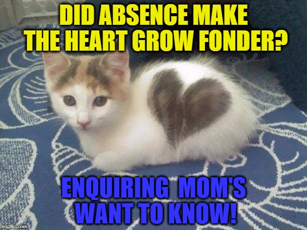 cute cat heart | DID ABSENCE MAKE THE HEART GROW FONDER? ENQUIRING  MOM'S WANT TO KNOW! | image tagged in cute cat heart | made w/ Imgflip meme maker